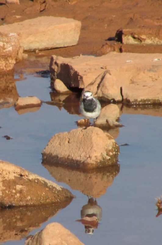 قویروق آتان بولبول - دم‌جنبانک سفید - Motacilla alba
